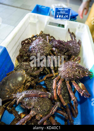 Live grancevola (maja squinado) in vendita presso Port-Belon porto mercato del pesce in Bretagna Francia Foto Stock
