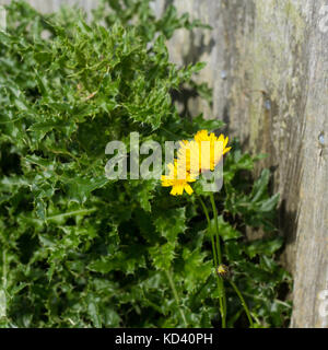 Mouse Ear hawkweed (Hieracium pilosella), in crescita da un giardino recinto, REGNO UNITO Foto Stock