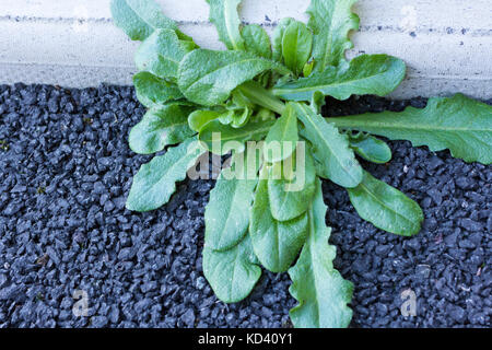 Chiusura del giardino in comune le erbacce crescendo attraverso il bordo di asfalto su una strada in un giardino suburbano in Inghilterra, Regno Unito Foto Stock