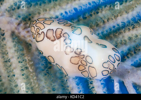 Una linguetta di flamingo cowrie (cyphoma gibbosum) feed di una gorgonia caraibica. Questa coloratissima gasteropode è comune in tutto il mar dei Caraibi. Foto Stock