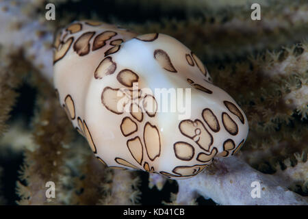 Una linguetta di flamingo cowrie (cyphoma gibbosum) feed di una gorgonia caraibica. Questa coloratissima gasteropode è comune in tutto il mar dei Caraibi. Foto Stock