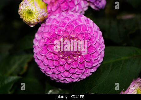 Bella simmetrici fiore rosa in autunno. Foto Stock