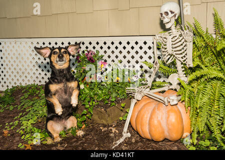 Un simpatico cane a mendicare per un trattamento di Halloween. Foto Stock