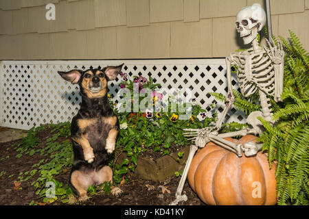 Un simpatico cane a mendicare per un trattamento di Halloween. Foto Stock