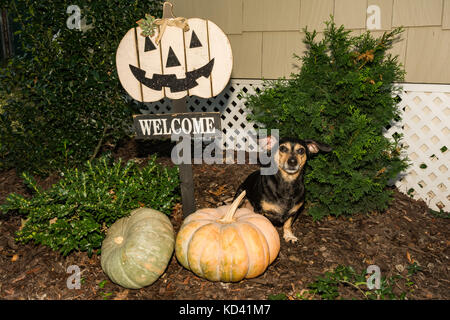 Un simpatico cane a mendicare per un trattamento di Halloween. Foto Stock