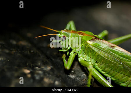 Verde smeraldo grasshopper su nero superficie irregolare. dalla parte posteriore con le gambe, ali, antenna e occhio sinistro visibile. Dettagli. spazio copia Foto Stock