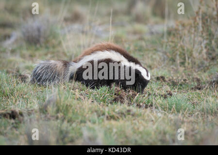 Un Humboldt's hog-skunk naso da Torres del Paine, Cile Foto Stock