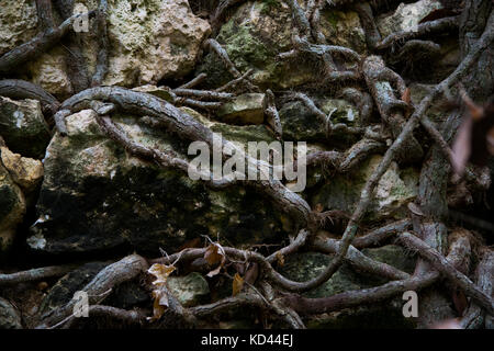 Le radici di un albero facendo la loro strada attraverso le pietre irregolari di una breccia nel muro della Buskett bosco in Malta, parete appare haunting, misterioso Foto Stock