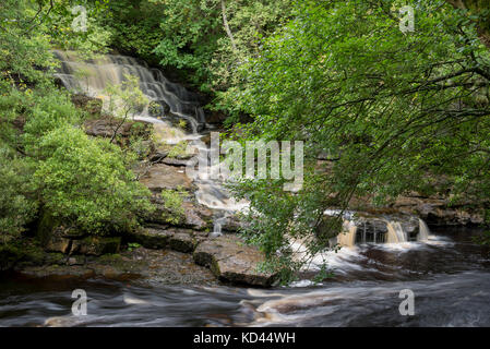 Mangiare gill vigore nei pressi di keld in swaledale superiore, North Yorkshire, Inghilterra. Foto Stock