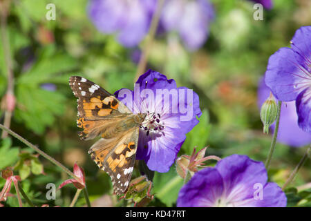 Il dipinto di lady butterfly su un fiore Foto Stock