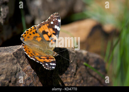 Il dipinto di lady butterfly su una roccia Foto Stock