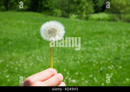 La donna tiene un tarassaco e soffia su di esso. donna mano che tiene un tarassaco contro il verde maedow Foto Stock