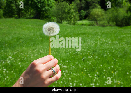 La donna tiene un tarassaco e soffia su di esso. donna mano che tiene un tarassaco contro il verde maedow Foto Stock