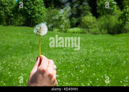 La donna tiene un tarassaco e soffia su di esso. donna mano che tiene un tarassaco contro il verde maedow Foto Stock