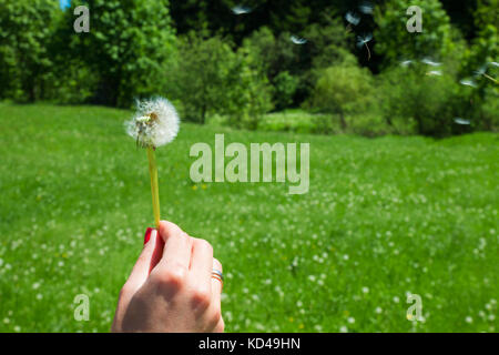 La donna tiene un tarassaco e soffia su di esso. donna mano che tiene un tarassaco contro il verde maedow Foto Stock