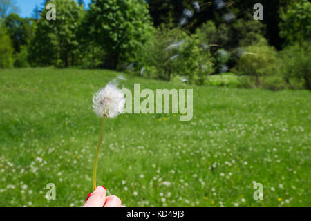 La donna tiene un tarassaco e soffia su di esso. donna mano che tiene un tarassaco contro il verde maedow Foto Stock