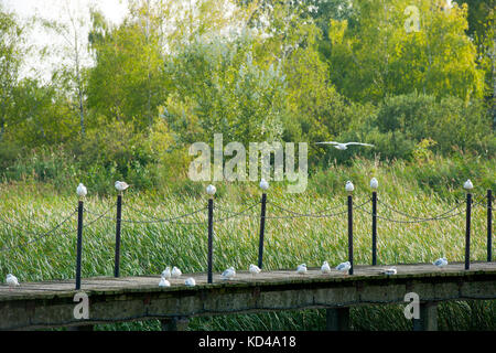 Ungarn, Westungarn, Fertörakos (Kroisbach) am Neusiedler See, Foto Stock