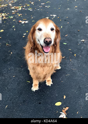 Sorridente golden retriever, seduto sulla strada. Foto Stock