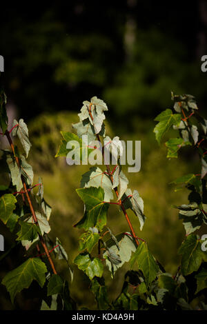 La terra, la natura di dominio, Virginia Beach, Virginia Foto Stock