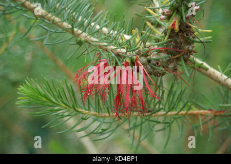Calothamnus quadrifidus Foto Stock