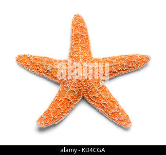 Unico Vero orange starfish isolati su sfondo bianco. Foto Stock