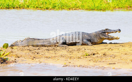 Alligatore prendendo il sole su un sandbank sui margini di un fiume del Pantanal, Brasile. Alligatore con bocca aperta, corpo pieno. Foto Stock