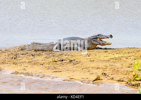 Alligatore prendendo il sole su un sandbank sui margini di un fiume del Pantanal, Brasile. Alligatore con bocca aperta, corpo pieno. Foto Stock