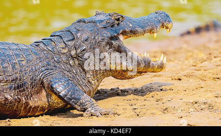 Alligatore prendendo il sole su un sandbank sui margini di un fiume del Pantanal, Brasile. Alligatore con bocca aperta, vicino. Foto Stock