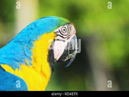 Blu-giallo macaw noto come Arara-caninde in Brasile. Macaw con ali blu e il ventre giallo. Splendido animale selvatico da Pantanal, Brasile. Foto Stock