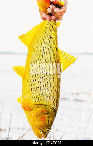 Le mani di un pescatore tenendo un Dourado pesci. Pesce da fiumi con acqua fresca che ha un colore dorato. Foto scattata nel Pantanal, Brasile. Foto Stock
