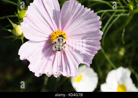 Close up di un Bumble Bee raccogliere il polline di un fiore rosa. un ragno è anche su un petalo vicino al centro del fiore. Foto Stock