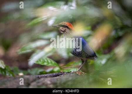 Il blue pitta (Hydrornis cyaneus) è una specie di uccello della famiglia Pittidae trovata nel sud-est asiatico. Foto Stock