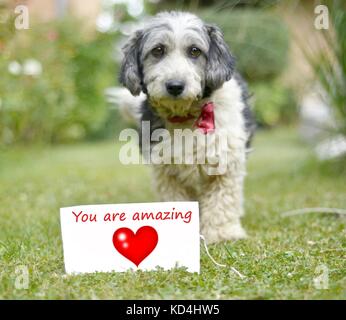 Il grazioso in bianco e nero adottato il cane e carta con testo Foto Stock