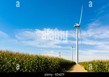 Un gruppo di turbine eoliche in mezzo a campi di mais la generazione di elettricità verde dal potere di vento. Foto Stock