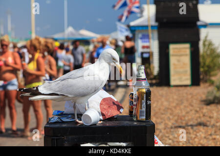 Seagull Feasting su rifiuti alimentari e rifiuti, tra cui le lattine e le bottiglie di bevande alcoliche scartate, Brighton, Inghilterra, Regno Unito Foto Stock