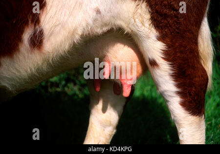 Close up capezzoli rosa mammelle mucca schiena gambe, REGNO UNITO Foto Stock