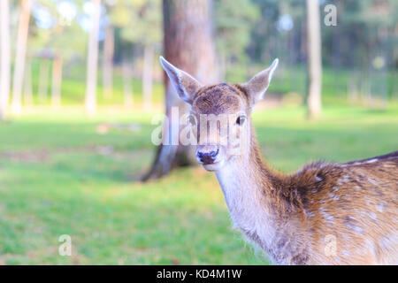 I giovani europei daini fawn (DAMA DAMA), damwildkalb o hirschkalb, Germania Foto Stock