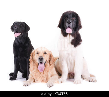 Gruppo di diversa razza cane isolato di fronte lo sfondo bianco Foto Stock