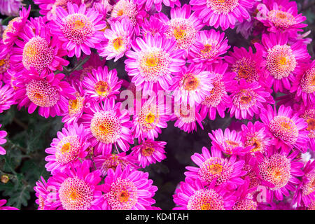 Bella crisantemo rosa come immagine di sfondo. crisantemo sfondo, crisantemi in autunno. Foto Stock