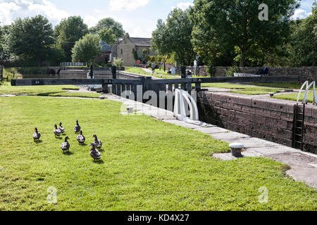 Anatre a Greenberfield il bloccaggio superiore No.44, vicino barnoldswick, Leeds e Liverpool Canal, Lancashire Foto Stock