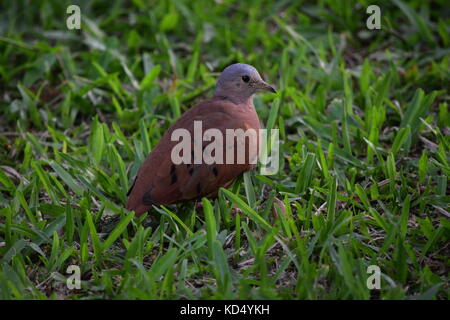 Ruddy massa colomba, columbina talpacoti, arenal, Costa Rica, America centrale Foto Stock