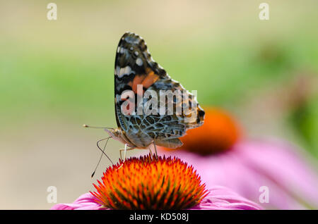 Dipinto di lady butterfly, Vanessa cardui, su coneflower, Maine, Stati Uniti d'America Foto Stock