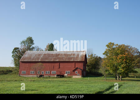 Un rustico rosso fienile con tetto metallico e le vacche da latte con erba in primo piano e il blu del cielo sopra. Fotografato nella luce naturale. Foto Stock