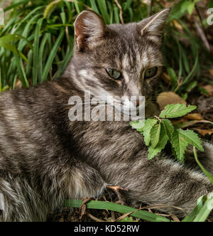 Green-eyed cat. Ritratto di cat. Gatto grigio. Cat sull'erba verde. Libera cat. Appoggio cat. Guardando cat. Ritratto di cat. Foto Stock