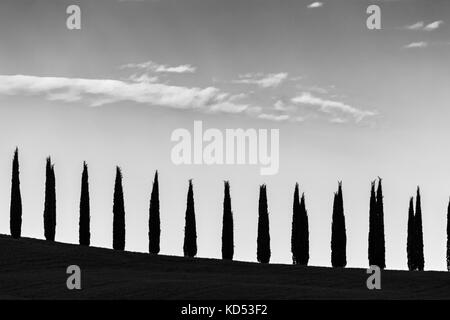 Una fila di cipressi a seguito di un profilo di collina, al di sotto di una big sky, con alcune nuvole sparse Foto Stock