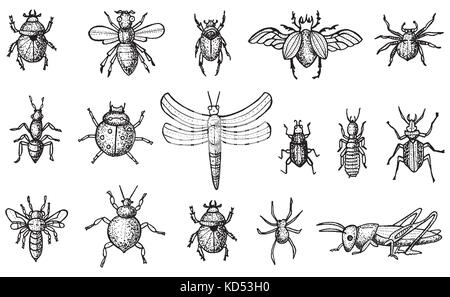 Insetti insieme con i coleotteri, api e ragni isolati su sfondo bianco in stile inciso. illustrazione vettoriale. Illustrazione Vettoriale