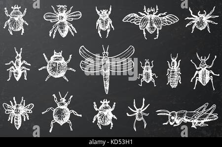 Insetti insieme con i coleotteri, api e ragni sulla lavagna. stile inciso. illustrazione vettoriale. Illustrazione Vettoriale