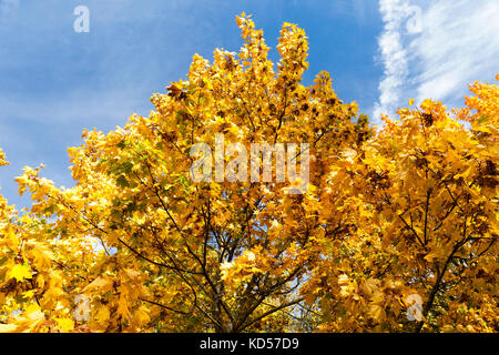 Ingiallito alberi di acero in autunno Foto Stock