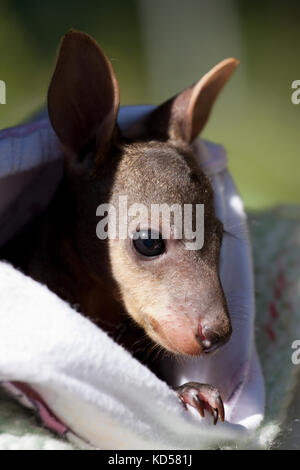 Maschio orfani swamp wallaby joey (wallabia bicolor) circa 5 mesi di riposo in custodia artificiale. eungella. Nuovo Galles del Sud Australia. Foto Stock