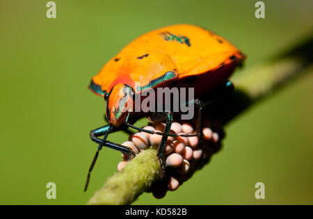 Cotone femmina arlecchino bug (tectocoris diophthalmus) sorvegliare le uova sulla hibiscus costiere. fingal teste. Nuovo Galles del Sud Australia. Foto Stock